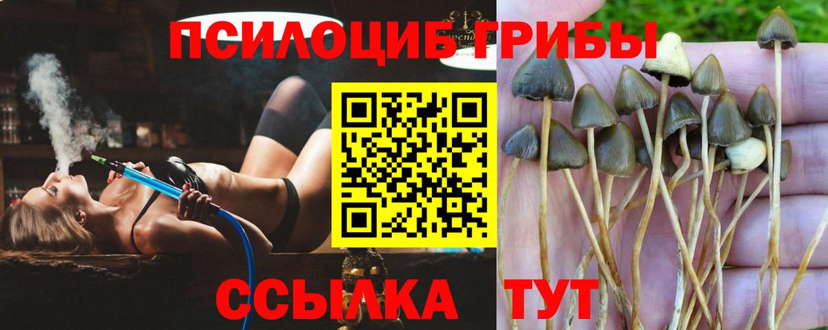 Галлюциногенные грибы Psilocybe  Вход с VPN  продажа наркотиков  Урай  Галлюциногенные грибы Psilocybe 